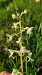 Platanthera chlorantha (Platanthère verdâtre) © Mathilde Bach