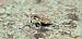 Charagmus sp.  - Michele Cento