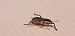 Charagmus sp.  - Michele Cento
