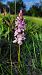 Dactylorhiza maculata subsp. ericetorum  - Mathilde Bach
