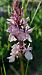 Dactylorhiza maculata subsp. ericetorum  - Mathilde Bach