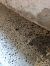 Pipistrellus sp.  - Monica Artale