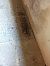 Pipistrellus sp.  - Monica Artale