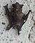 Pipistrellus sp. © Monica Artale