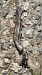 Orbettino (tutte le specie) (Anguis sp.) © Fabrizio Florit (FVG)