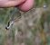 Lestes virens vestalis © Andrea Verdelli