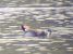 Ferruginous Duck  - Grzegorz Kaczorowski