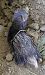 Istrice (Hystrix cristata) © Gianluca Congi