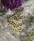 Melitaea didyma © Marco Cortemiglia