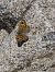 Margenera gran (Lasiommata maera) © Andreu Canut i Font