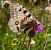 Parnassius apollo  - Luca Mezzomo