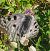 Parnassius apollo © Luca Mezzomo