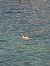 Smergo maggiore (Mergus merganser) © Stefano Sarrocco (RL)