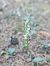 Spiranthes spiralis - Christian Fleury