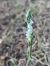 Spiranthes spiralis - Christian Fleury