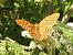 Argynnis paphia © Mario Paloni