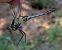 Orthetrum cancellatum © Andrea Verdelli