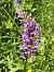 Gymnadenia conopsea (Orchis moucheron) © Erwan Leherisse