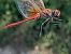 Sympetrum fonscolombei © Andrea Verdelli