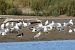 Garsa de mar (Haematopus ostralegus) © Freddy Rivas