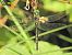 Somatochlora meridionalis © Mario Paloni