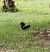 Scoiattolo comune europeo (Sciurus vulgaris) © Fabio Damonte
