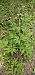 Cephalanthera damasonium  - Claire Perrachon