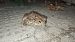Rospo comune (Bufo bufo) © Renato Cottalasso