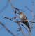 Piula dels arbres (Anthus trivialis) anònim
