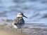 Sanderling  - Eliza Suchozebrska