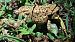 Rospo comune (Bufo bufo) © Renato Cottalasso