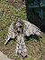 Esparver vulgar (Accipiter nisus) © Alejandro Esteban Sanjusto
