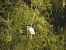 Black-crowned Night Heron - Andreu Duclau