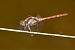 Sympetrum striolatum © Andrea Galimberti