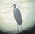 Airone schistaceo (Egretta gularis) © Simone Balbo