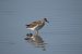 Combattente (Calidris pugnax) © Eleonora Stefanini