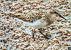 Territ menut (Calidris minuta) © Ferran Pujol