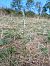 Spiranthes spiralis (Spiranthe d'automne) © Alain Falvard