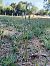 Spiranthes spiralis (Spiranthe d'automne) © Alain Falvard