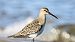 Curlew Sandpiper  - Eliza Suchozebrska