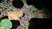 Rospo comune (Bufo bufo) © Renato Cottalasso