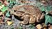 Rospo comune (Bufo bufo) © Renato Cottalasso