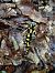Salamandra pezzata  - Alessandro Ghiggi