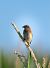 Whinchat