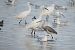 Aigrette des récifs  - Enrico Castellucci