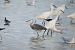Airone schistaceo (Egretta gularis) © Enrico Castellucci