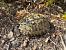 Hermann's tortoise (Testudo hermanni) © Josep Palet