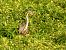 Airone rosso (Ardea purpurea) © Giampaolo Toniolo