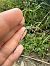 Chalcolestes viridis  - Andrea Galimberti