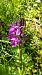 Dactylorhiza lapponica  - Sylvain Barthe